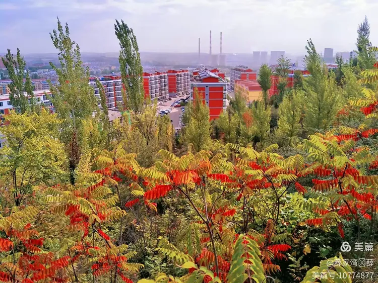 薛家湾小镇的秋季